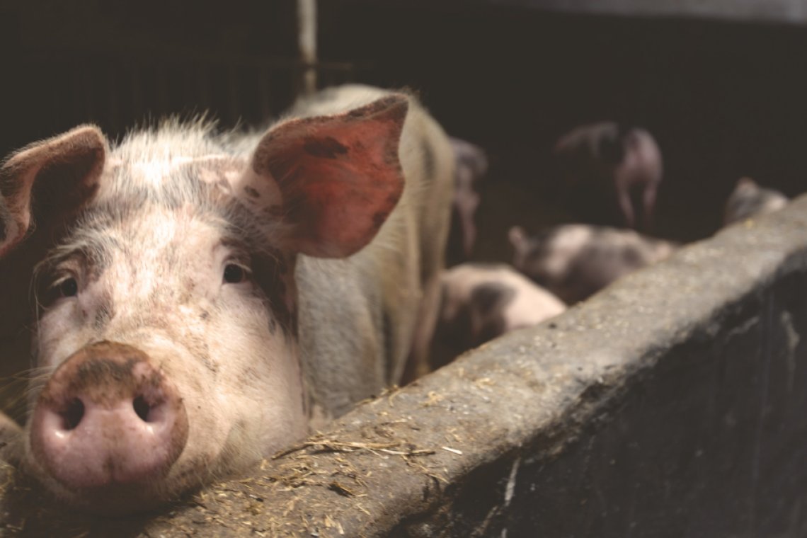 Aktualizacja 25.06.2025 r. Uwaga – ognisko afrykańskiego pomoru świń (ASF) w powiecie wejherowskim